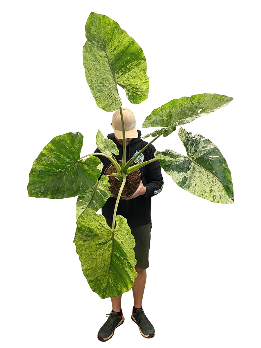 Alocasia Macrorizza Splash - Gross