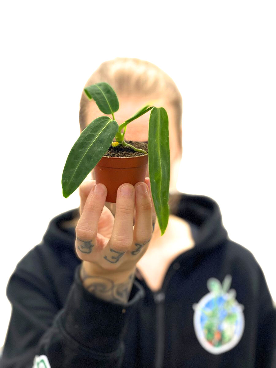 Baby Anthurium Warocqueanum