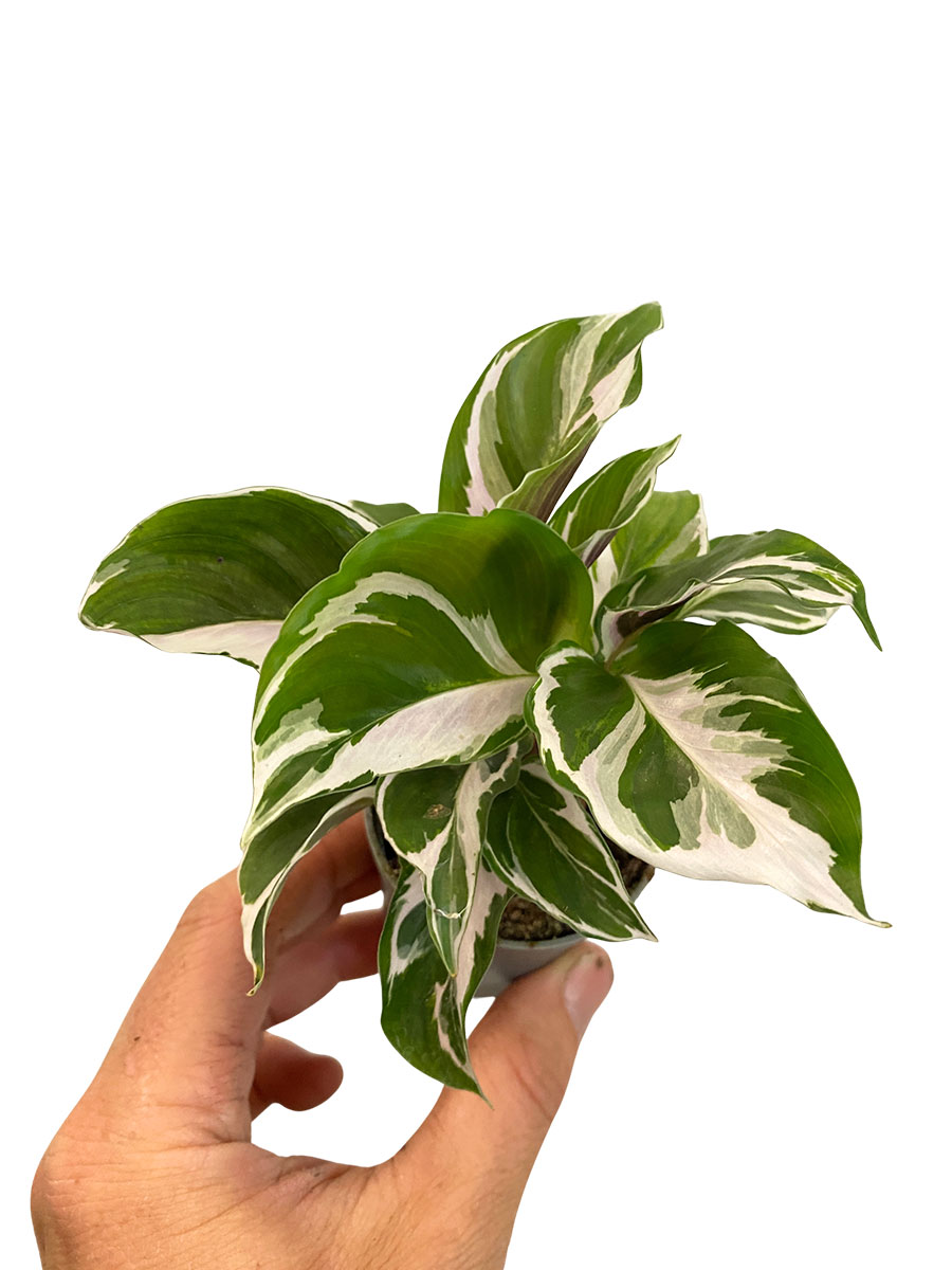 Baby Calathea White Fusion