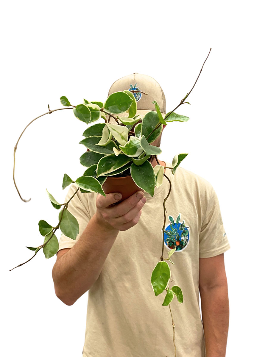 Hoya Krimson Queen