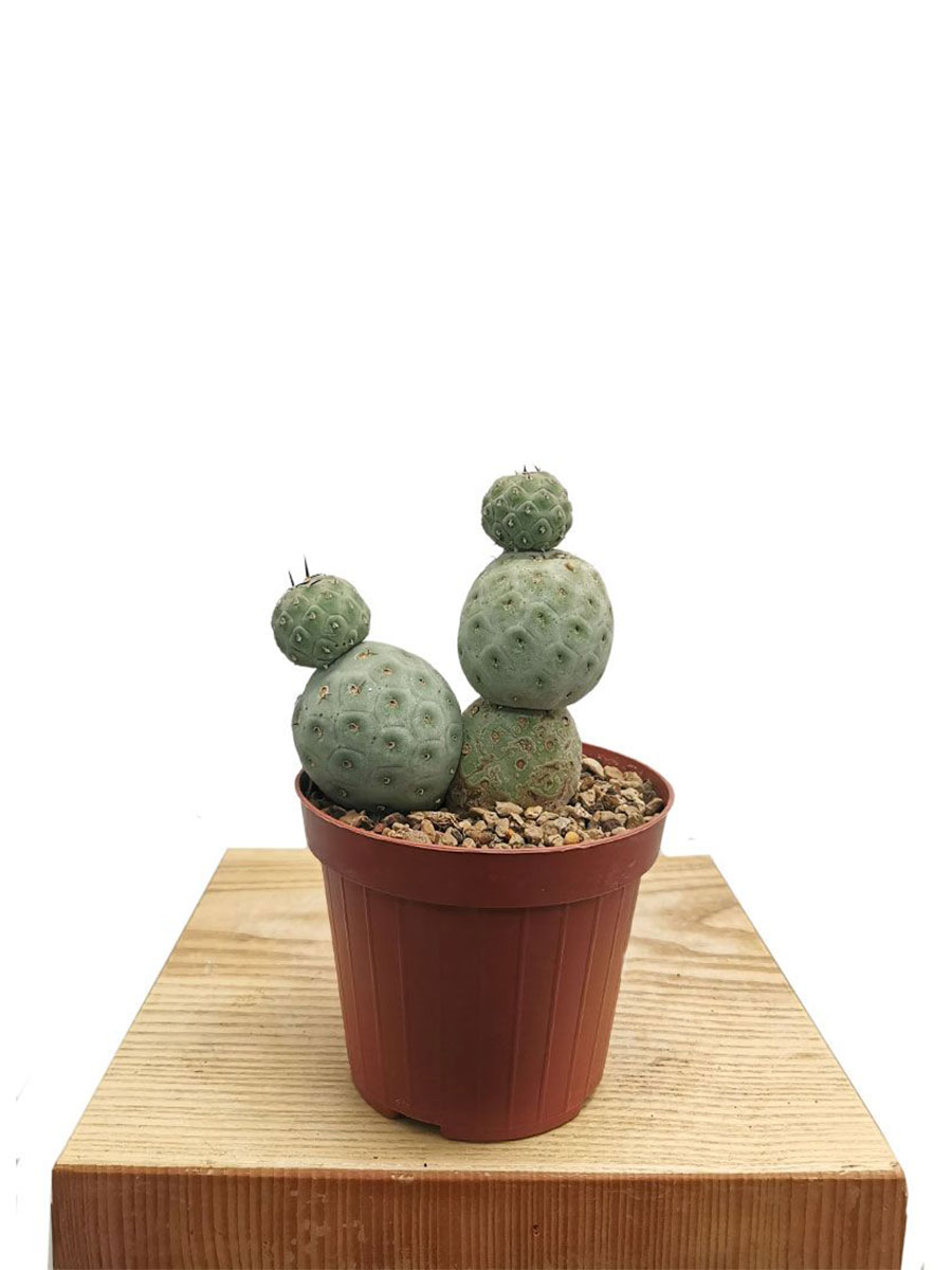 Tephrocactus geometricus f. hilflos