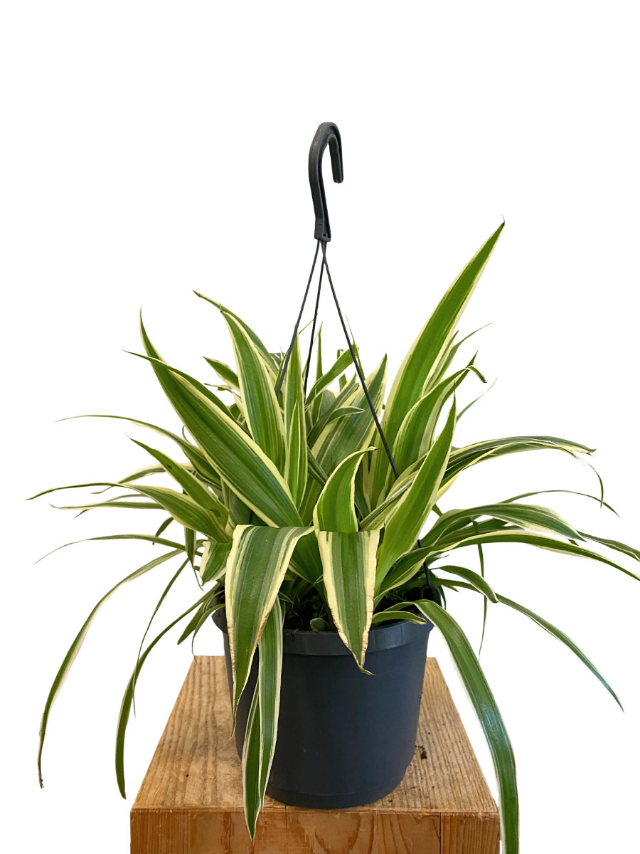 Hänger - Grünlilie Chlorophytum Laxum