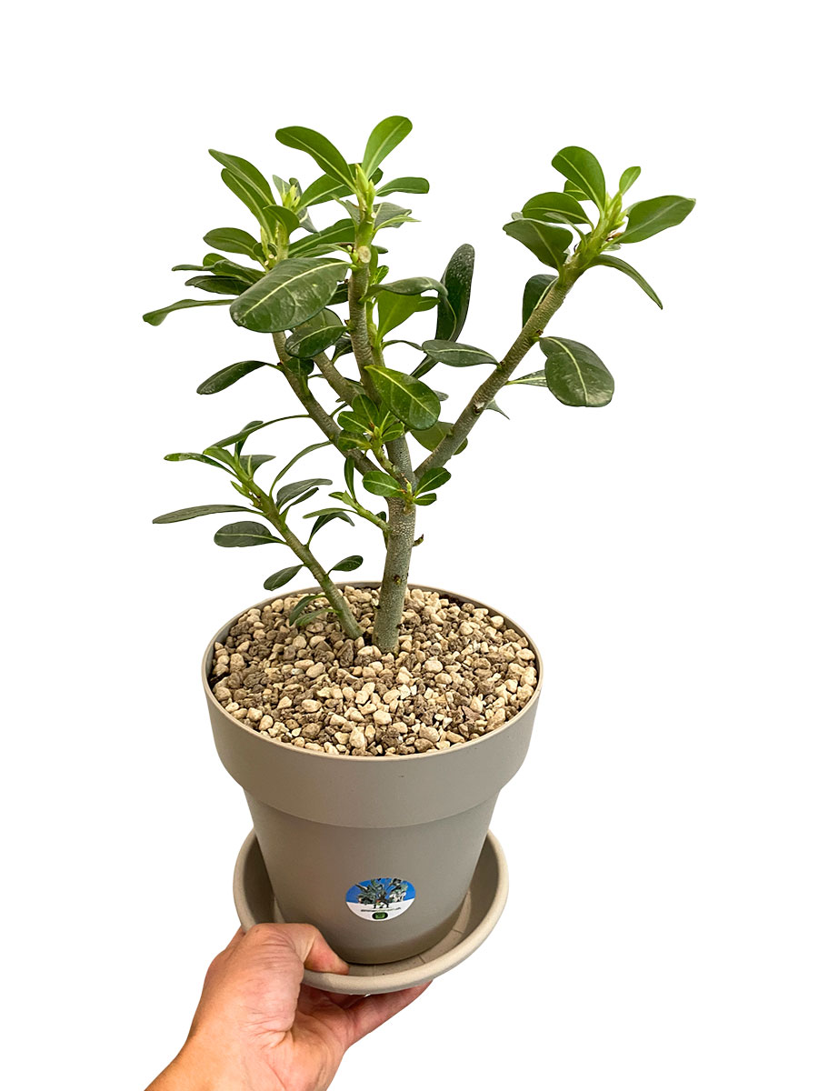 Wüstenrose Adenium Obesum