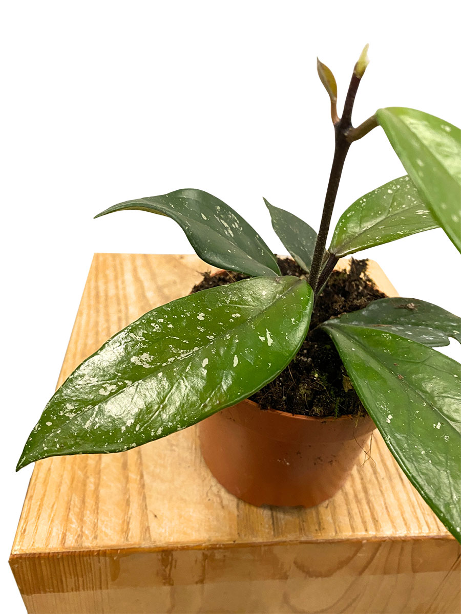 Hoya Carnosa Stardust