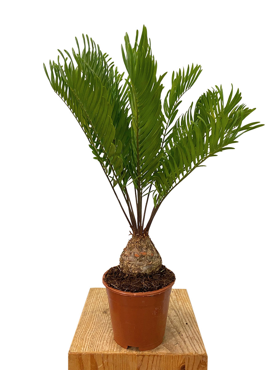 Zamia Furfuracea