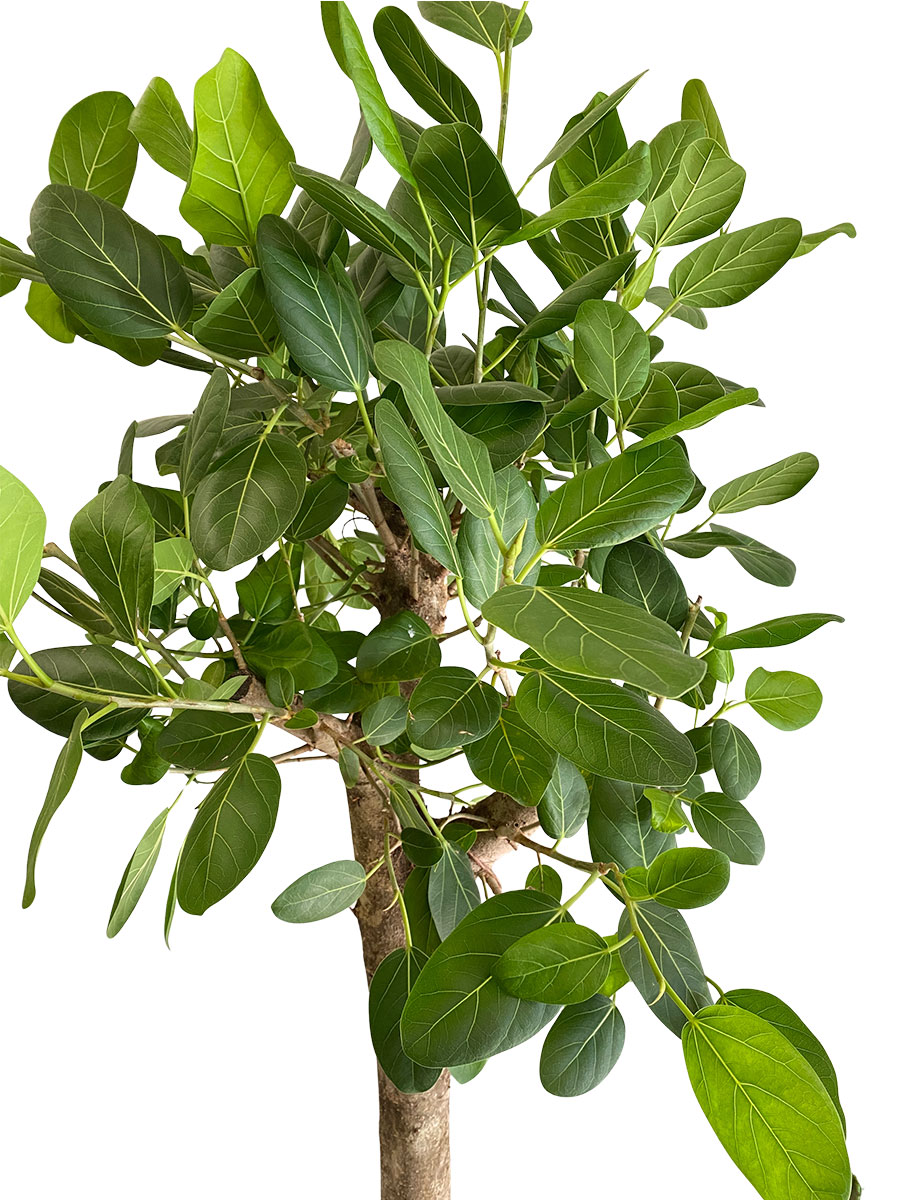 Banyanbaum Ficus Benghalensis Stamm
