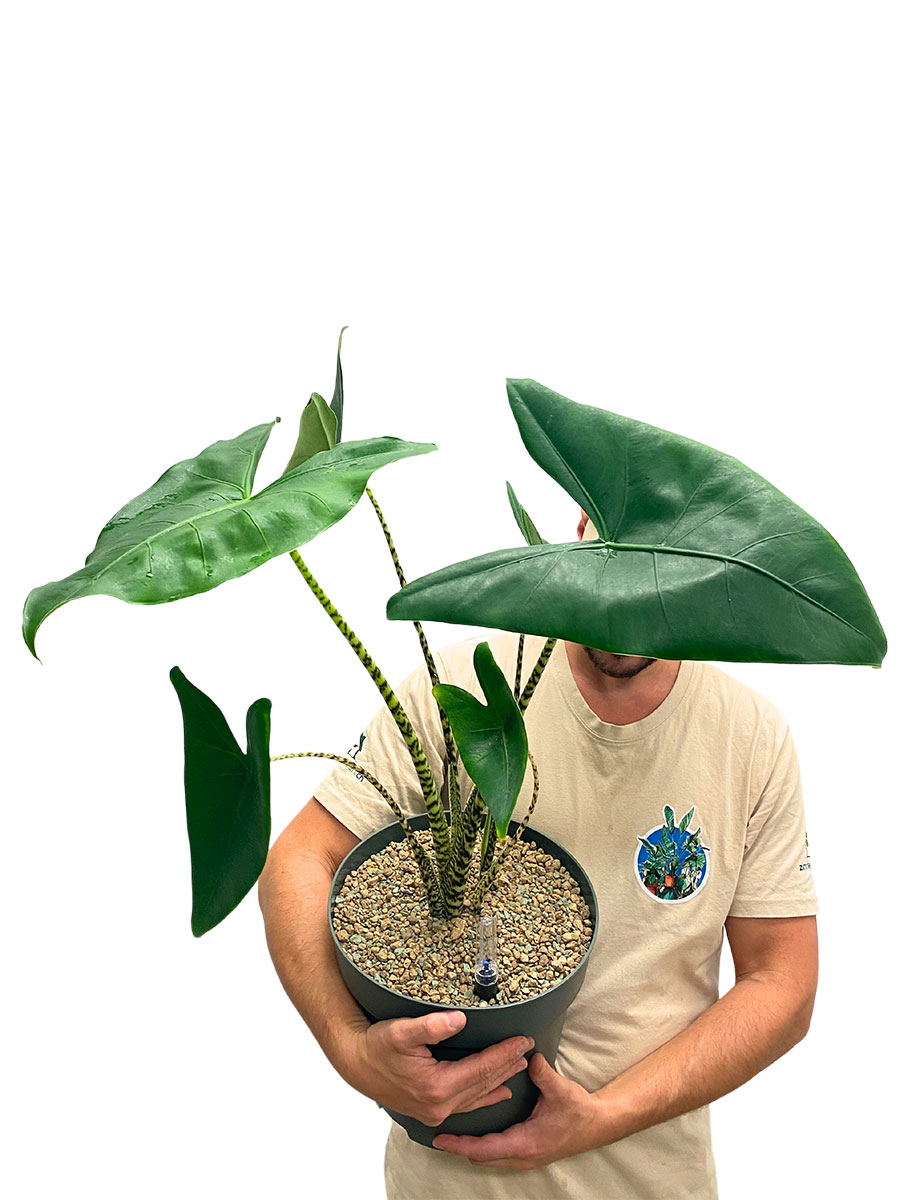 Alocasia Zebrina