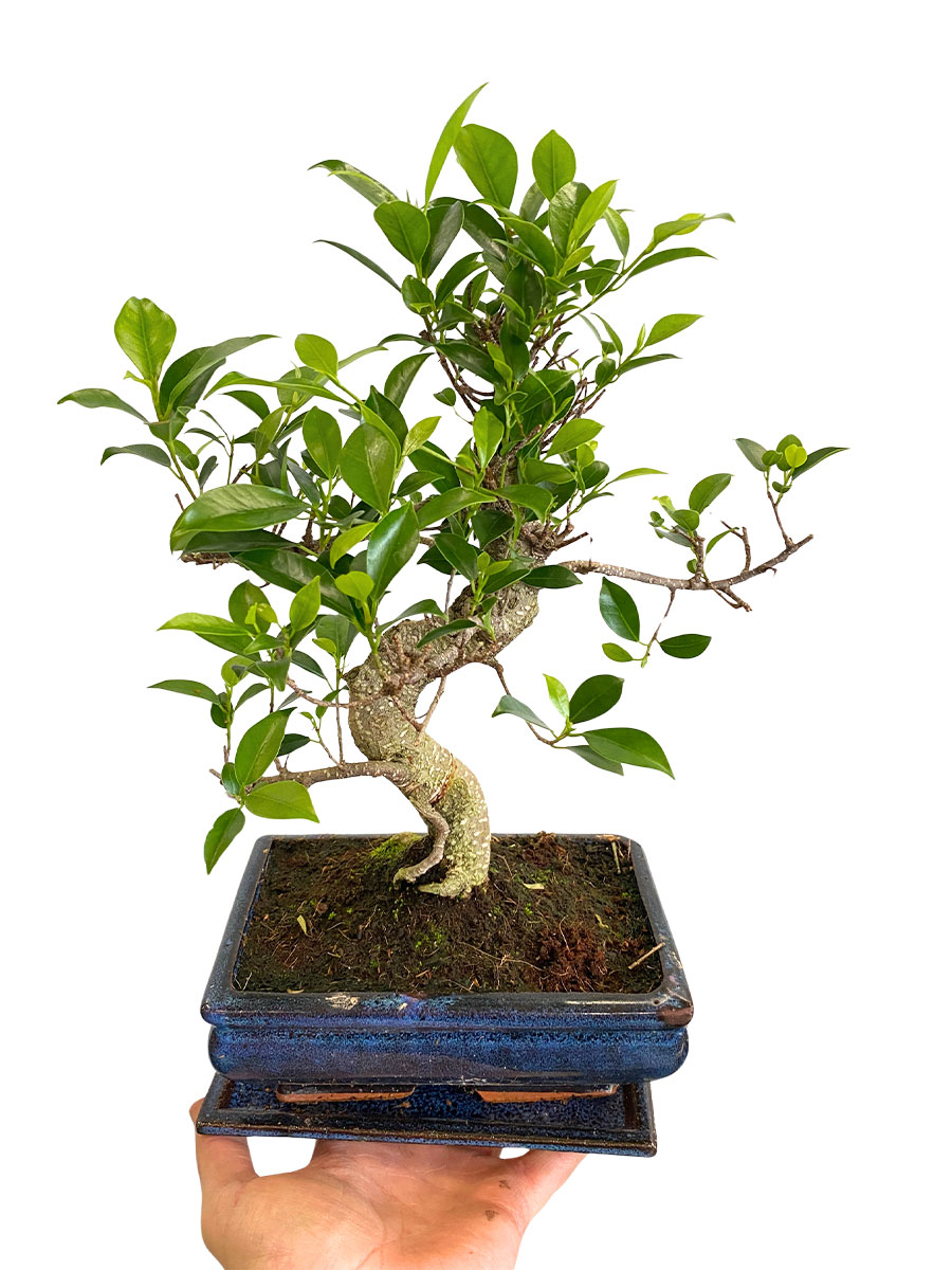 Bonsai Ficus Retusa