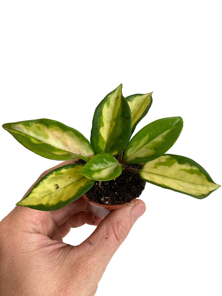 Baby Hoya Carnosa Tricolor