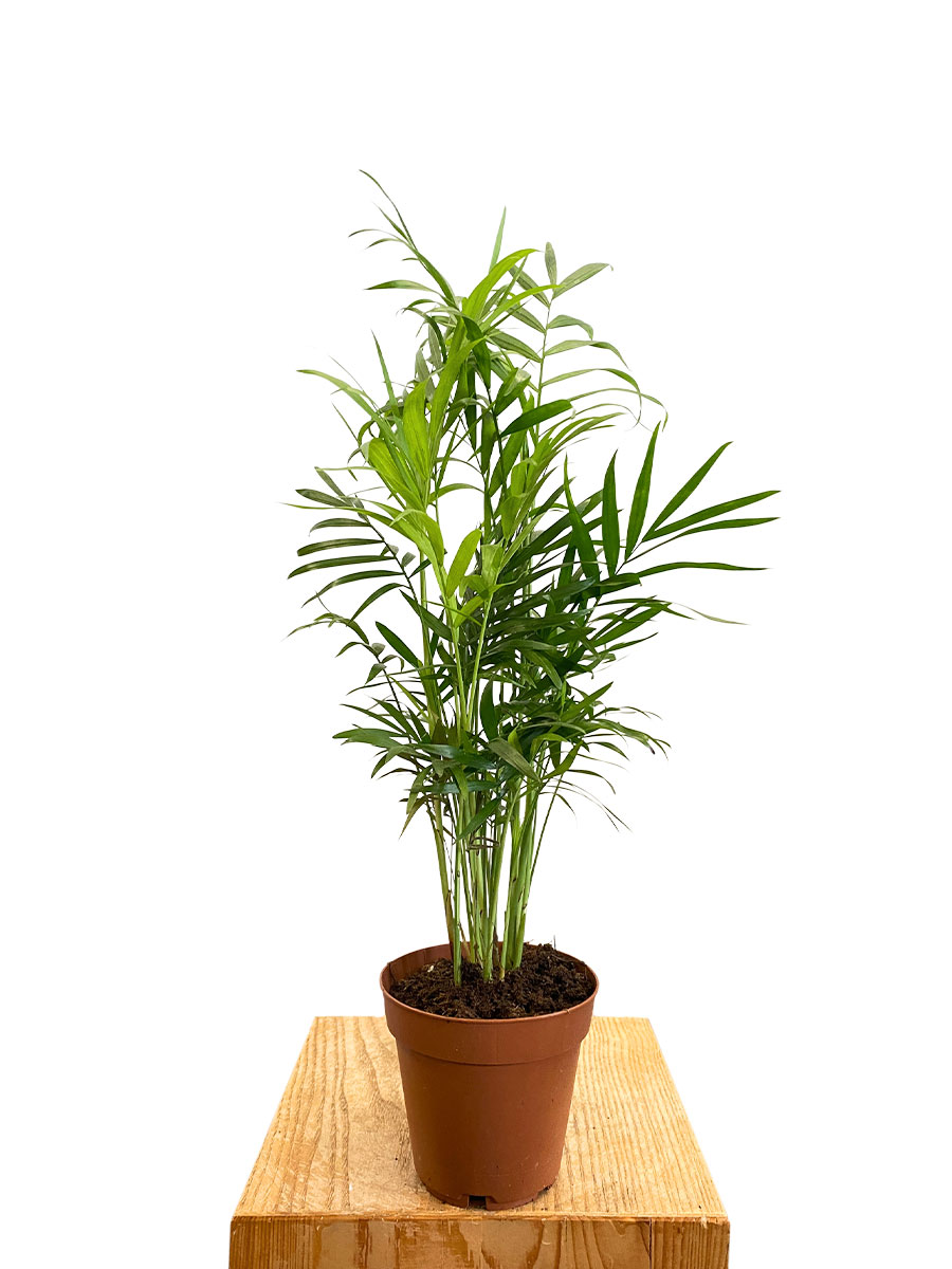 Bergpalme Klein - Chamaedorea Elegans