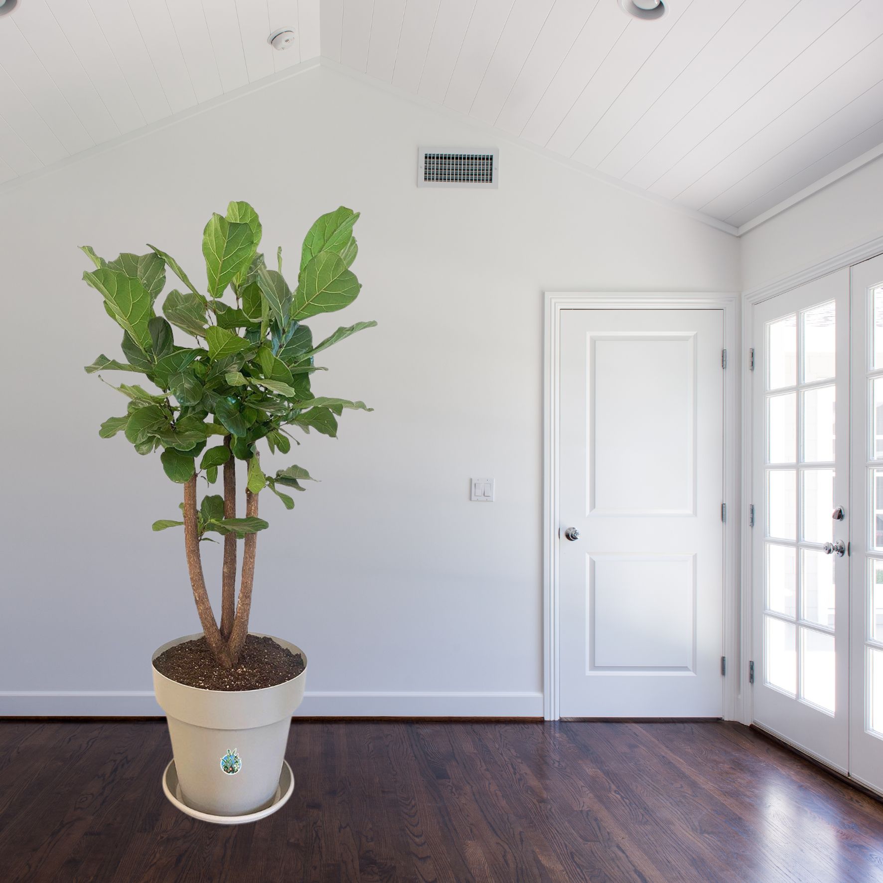Geigenfeige Ficus lyrata Verzweigt - Gross