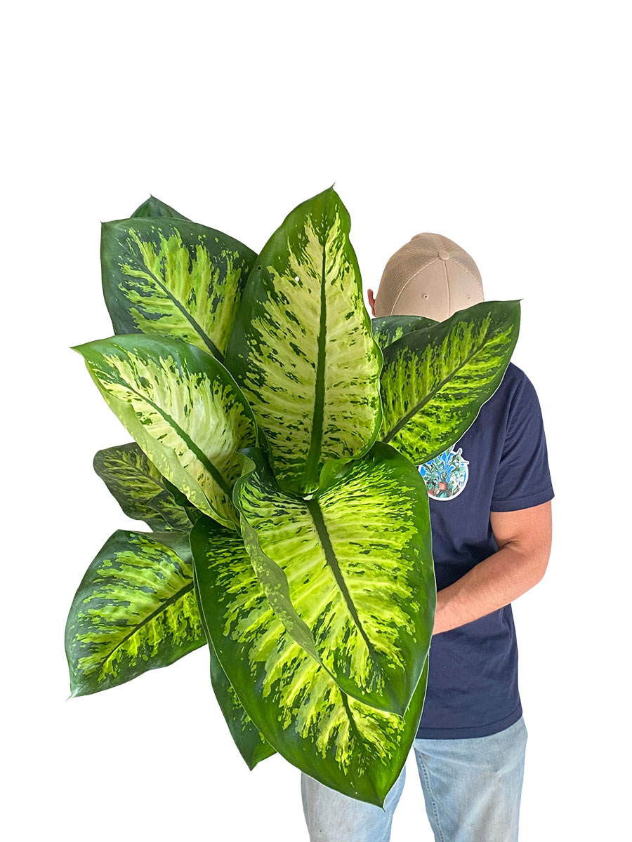 Dieffenbachia Lemon Tropic