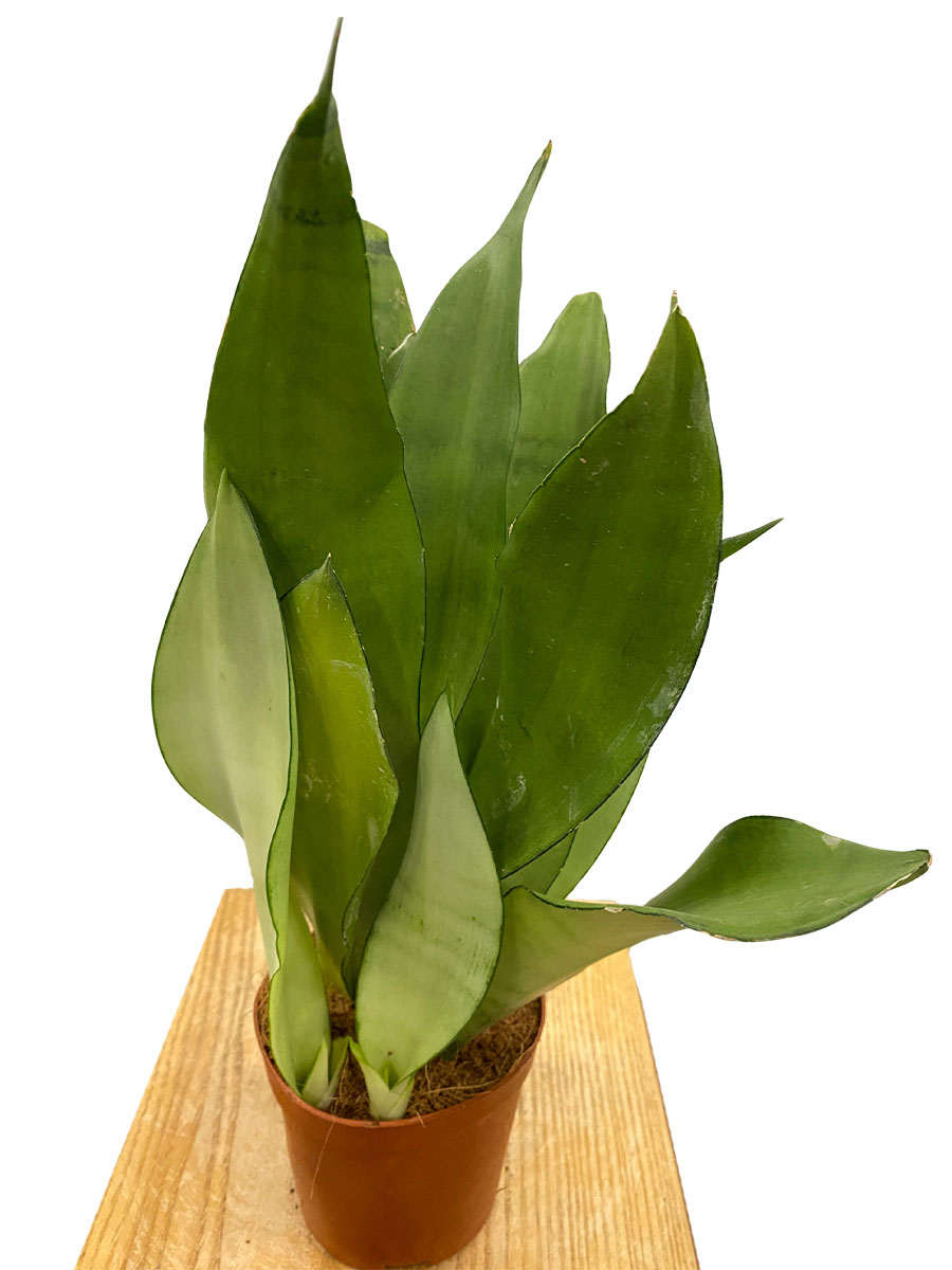 Bogenhanf Sansevieria Moonshine
