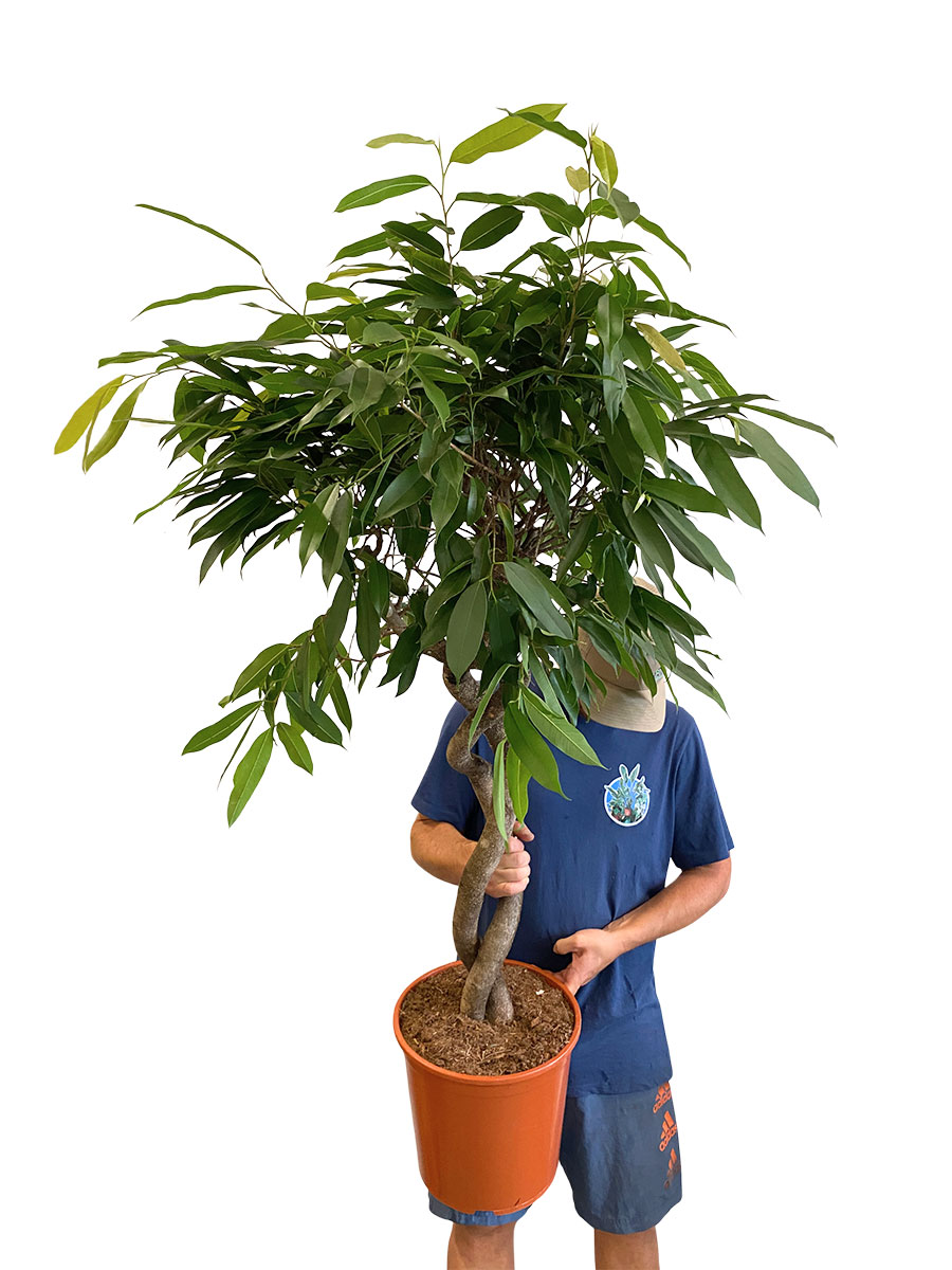 Ficus Amstel King Stamm Spirale