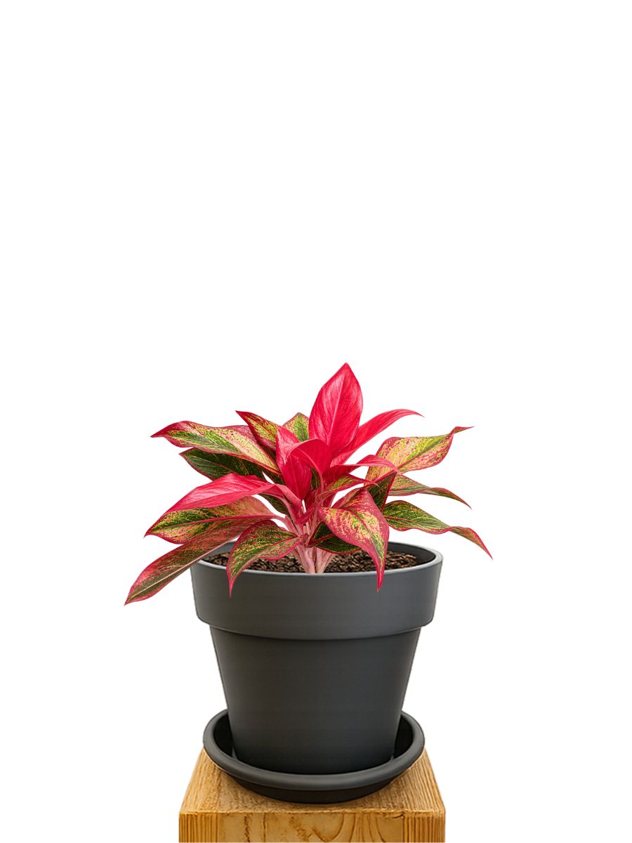Pflanzkit 16 Anthrazit