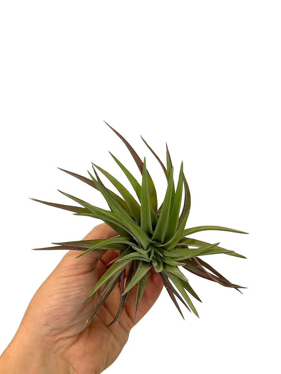 Tillandsia Cyanea Abdita