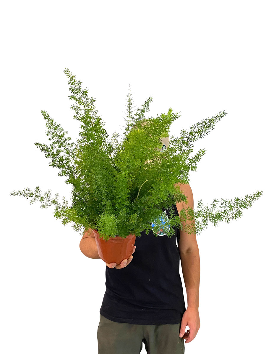 Asparagus densiflorus meyeri
