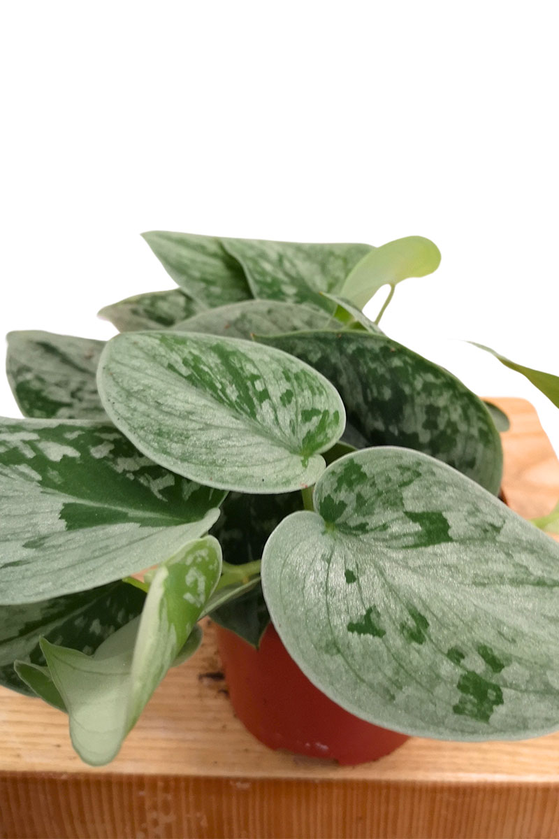 Scindapsus Silver Ann Scindapsus Silver Ann