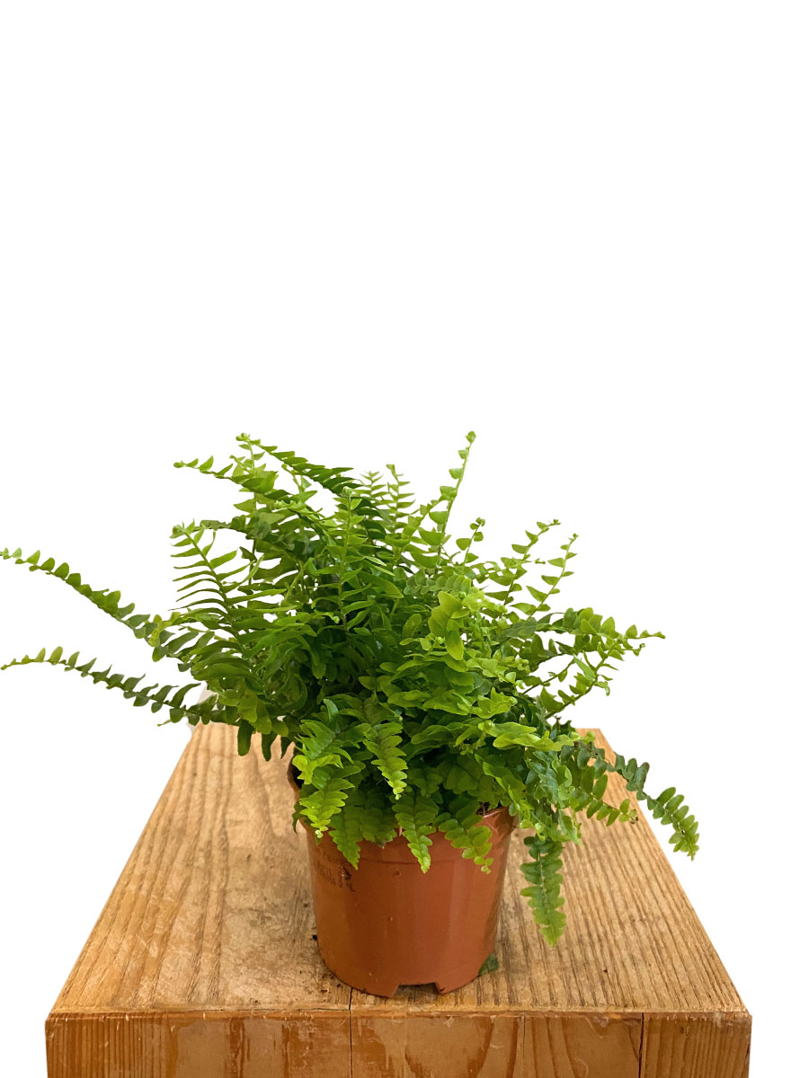 Schwertfarn Nephrolepis Green Lady