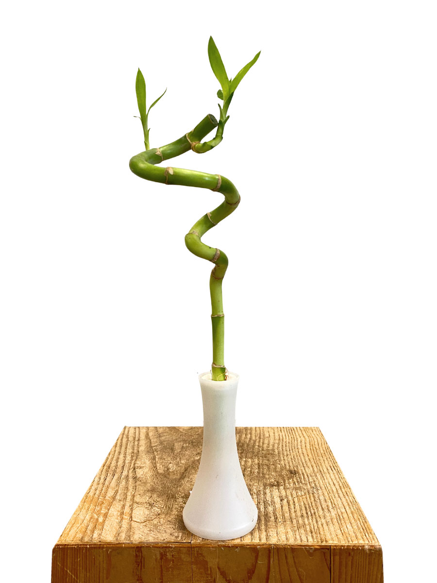 Dracaena Lucky Bamboo spirale vase incl.