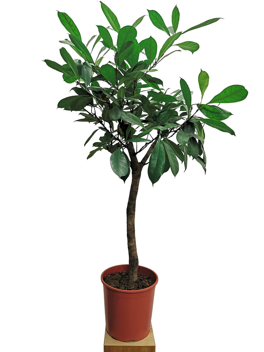 Kaffeefeige Ficus Cyathistipula Stamm 150cm