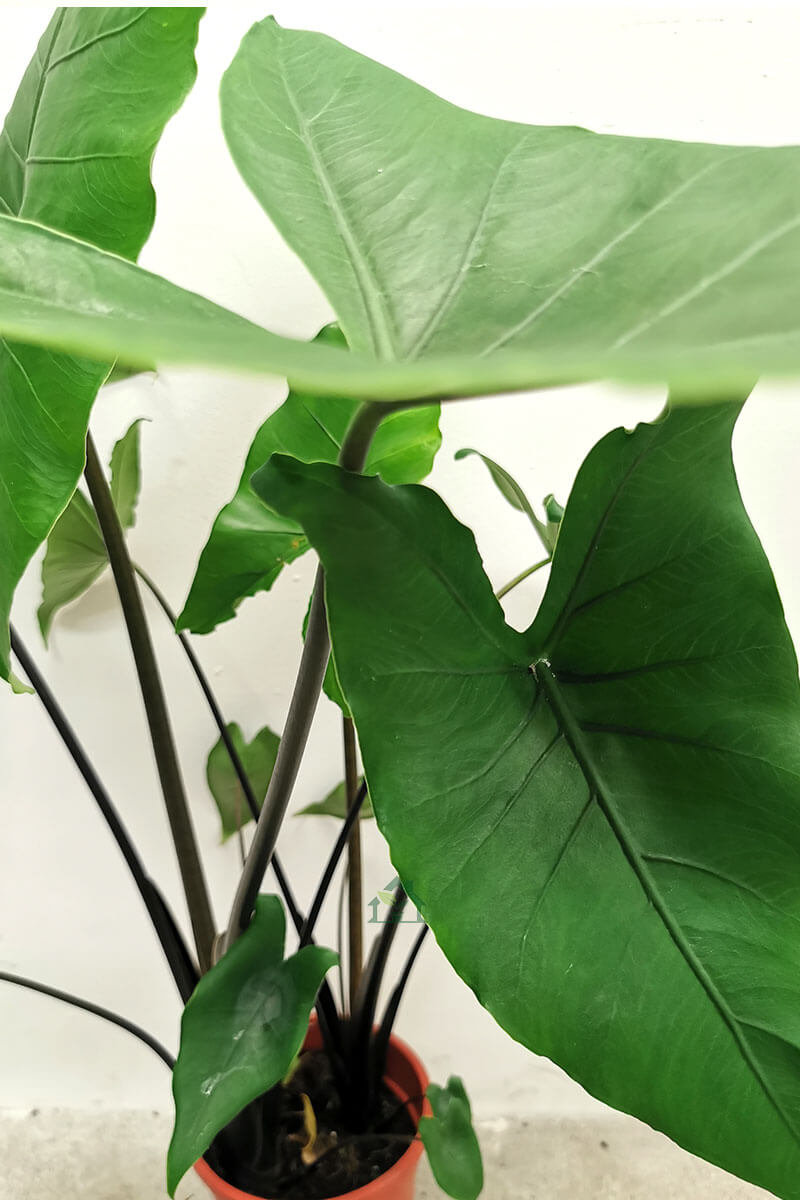 Alocasia zebrina Black 70cm