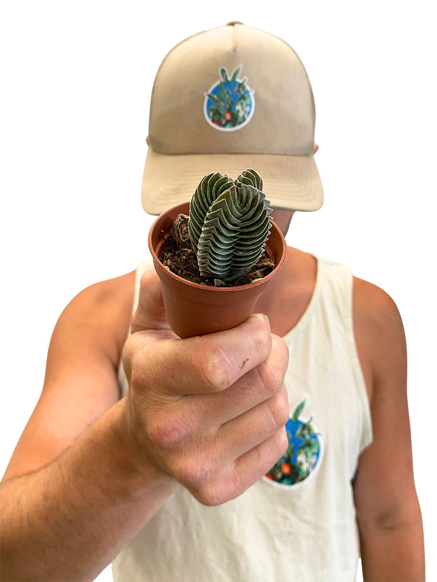 Crassula Buddha's Temple