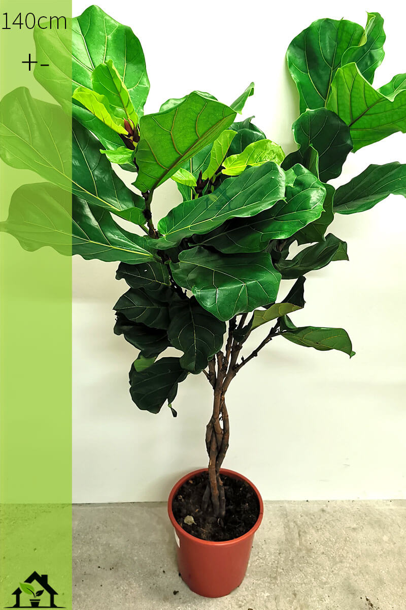 Geigenfeige Ficus lyrata Zimmerpflanzen Zubehör online kaufen