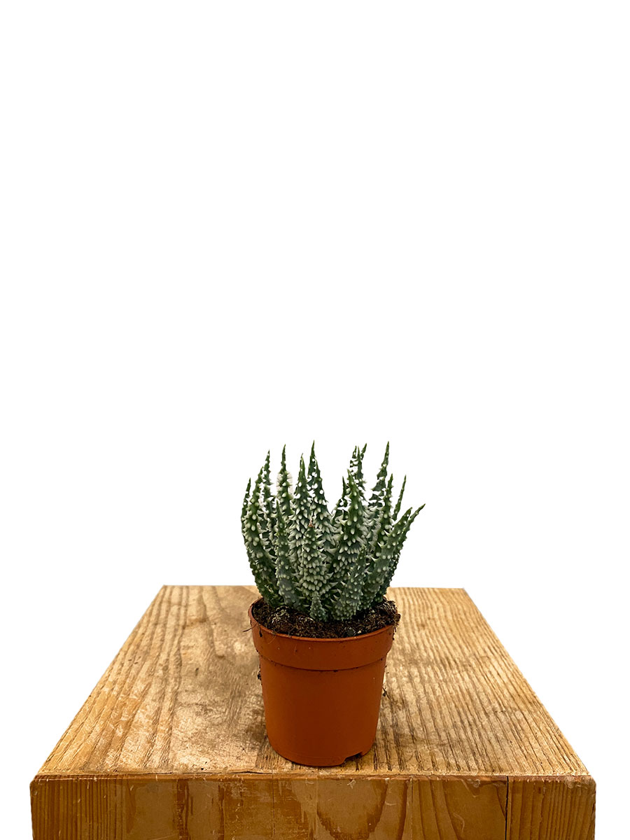 Baby Aloe Vera Humilis Shark