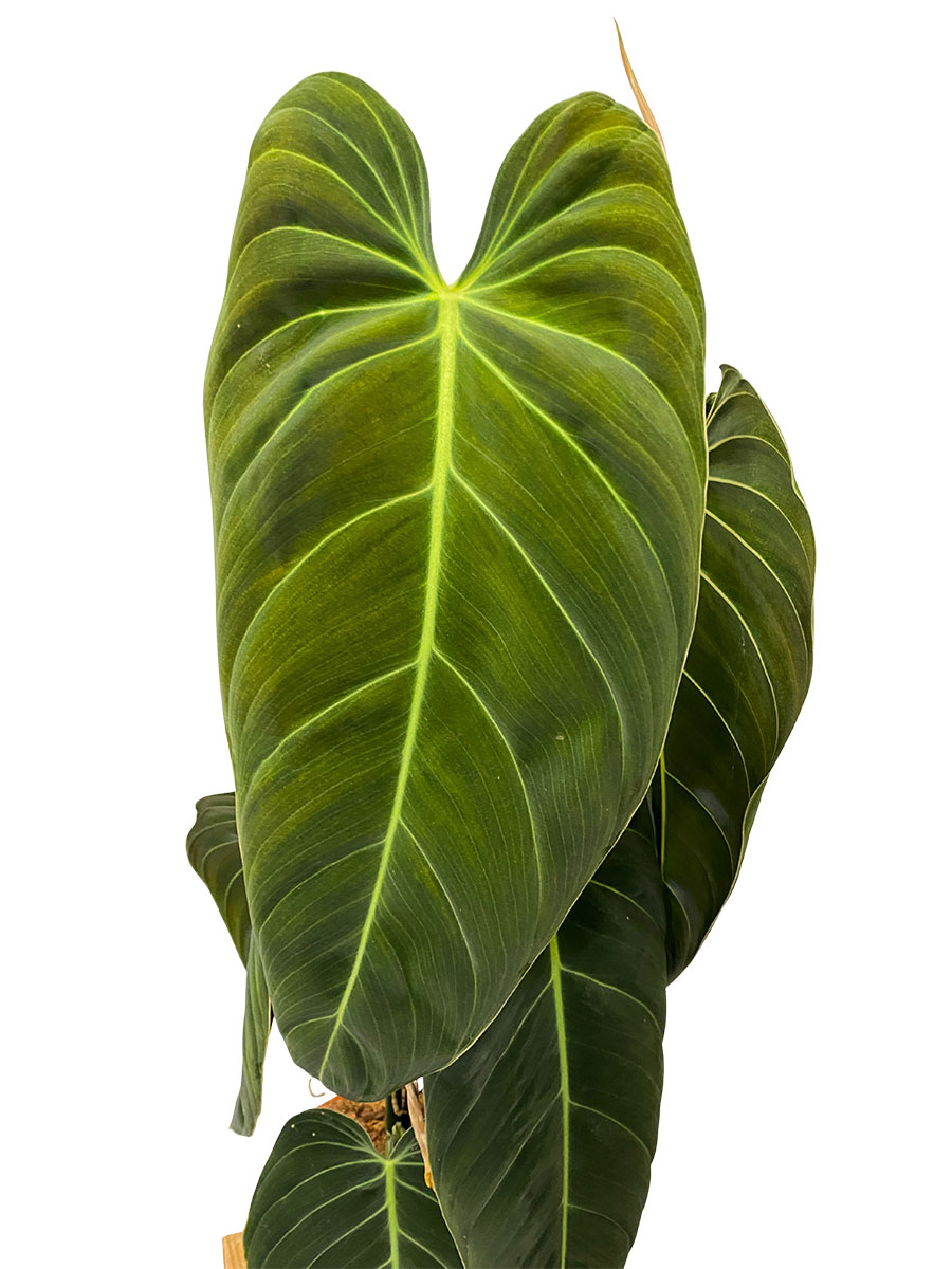 Philodendron Melanochrysum - Gross