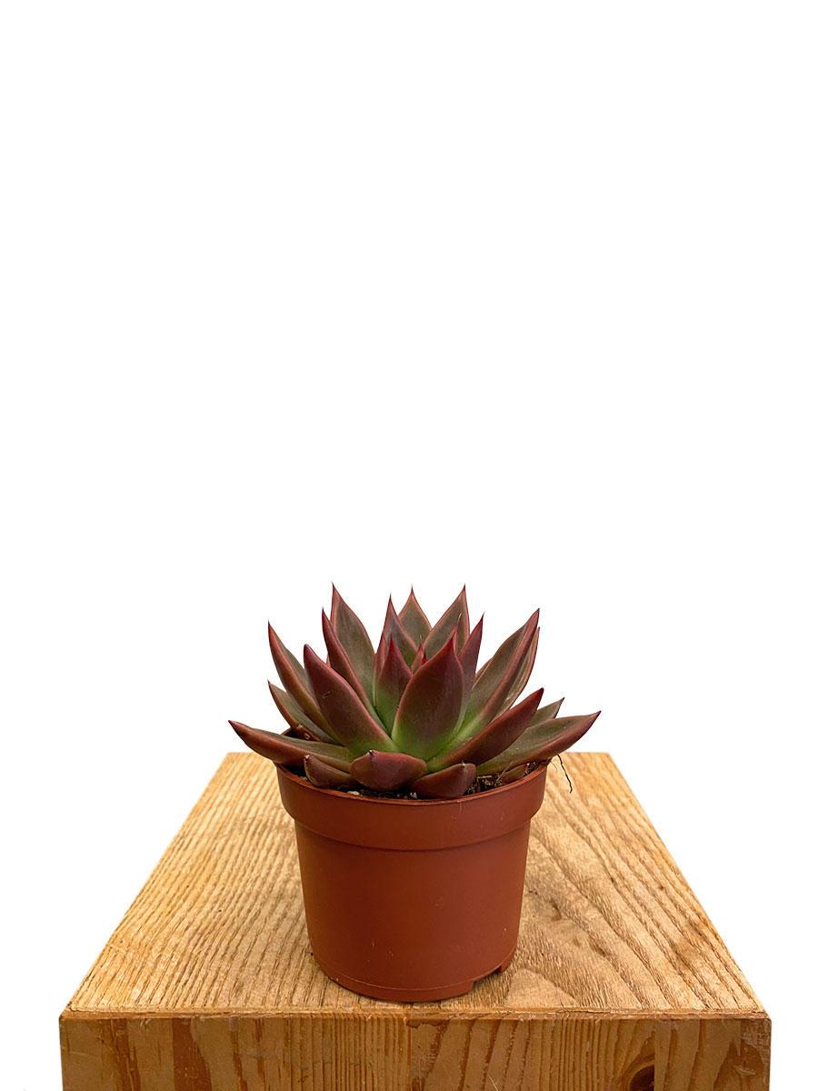 Echeveria Antaris