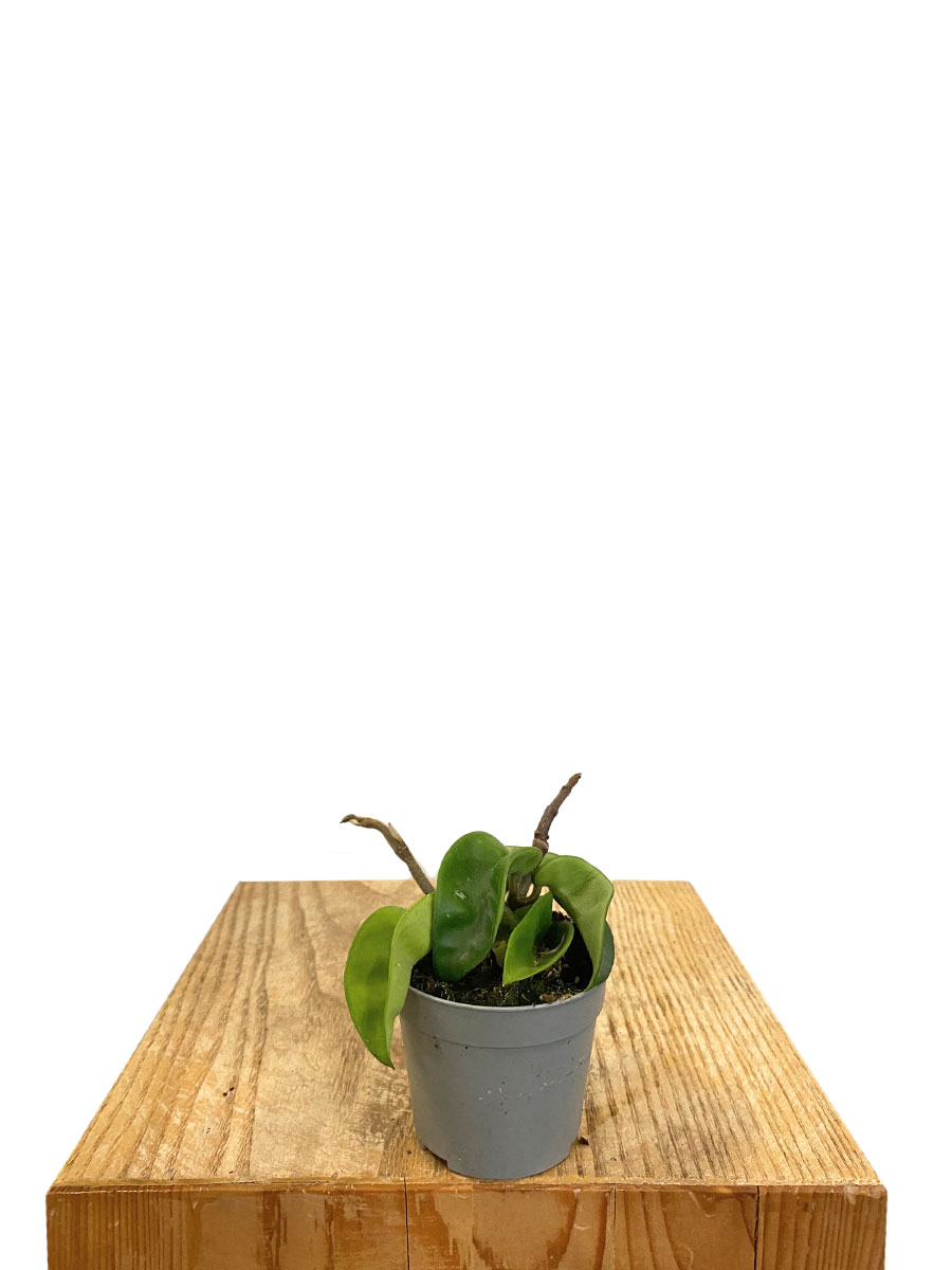 Hoya Carnosa Compacta