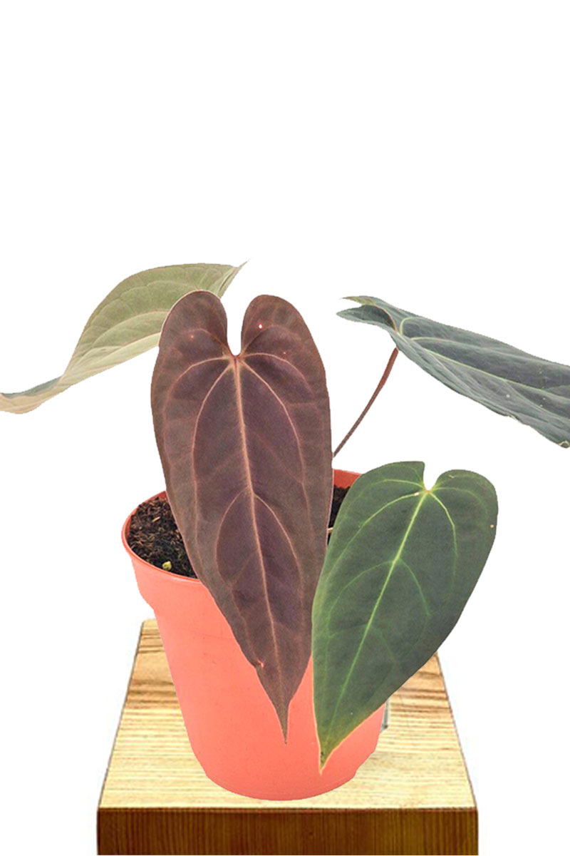 Anthurium DocBlock Black Widow Red Velvet Cake