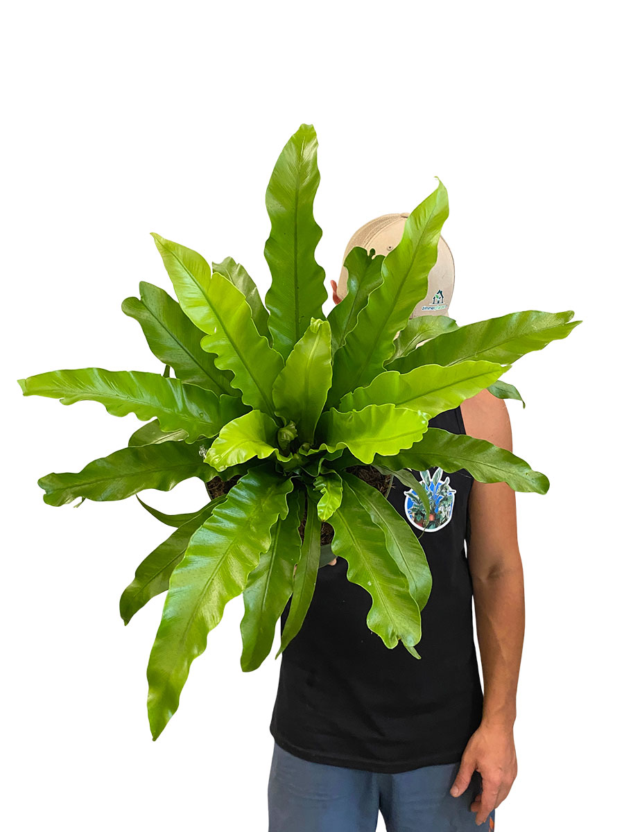 Nestfarn Asplenium Antiquum