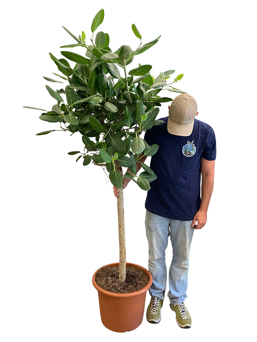 Ficus Benghalensis Audrey Stamm XXL