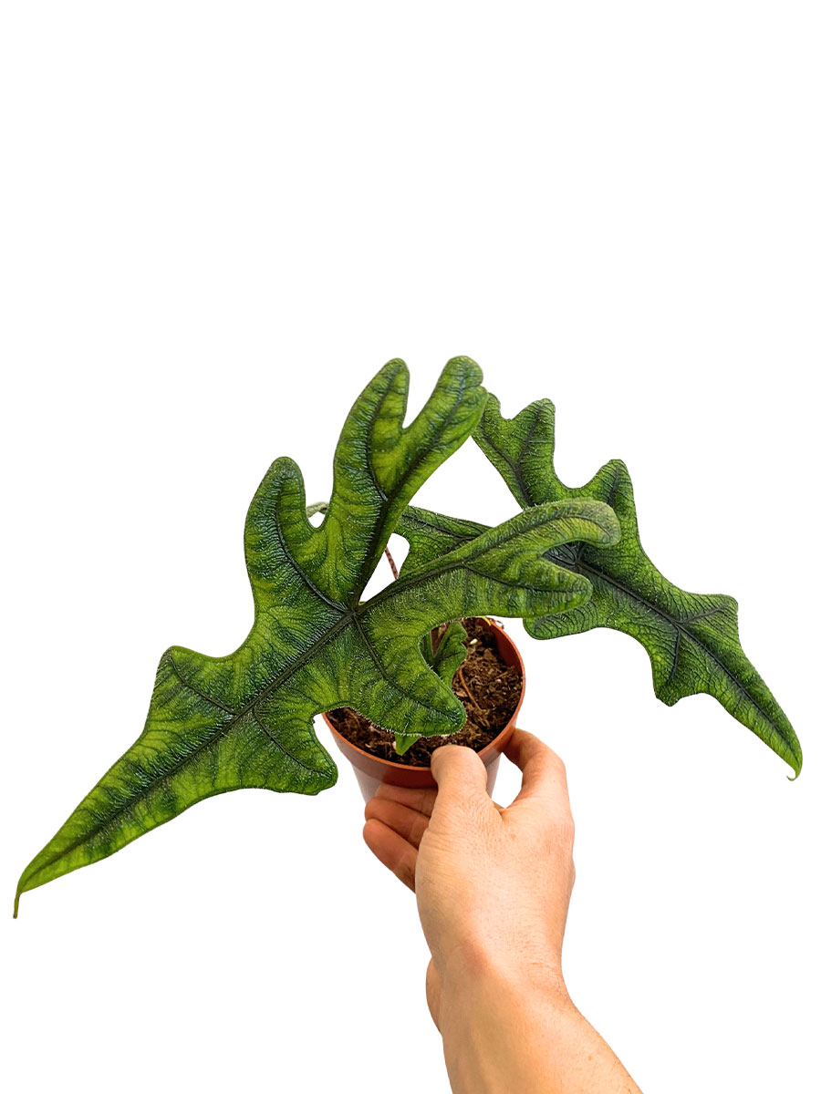 Alocasia Jacklyn