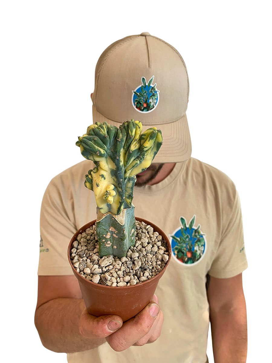 San Pedro Trichocereus Pachanoi Cristata Lemon