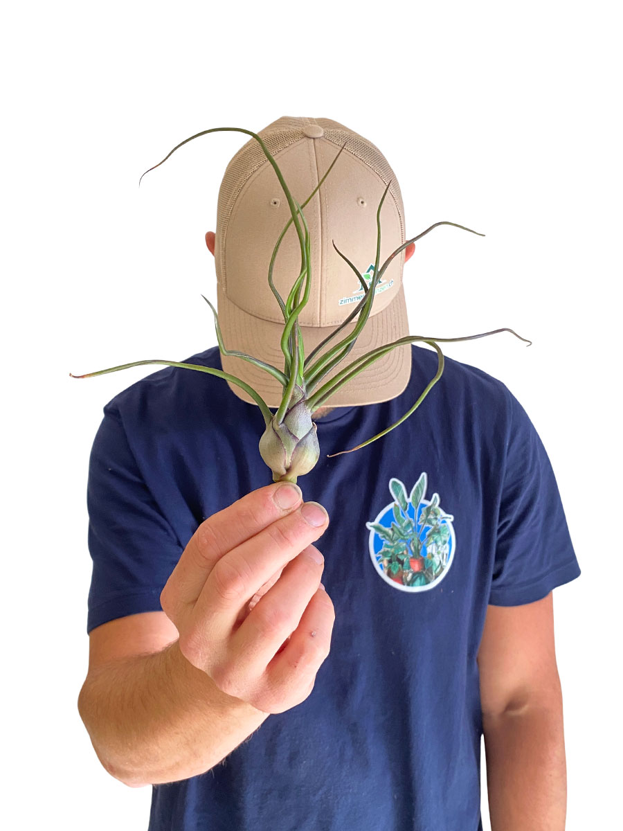 Tillandsia Bulbosa XL