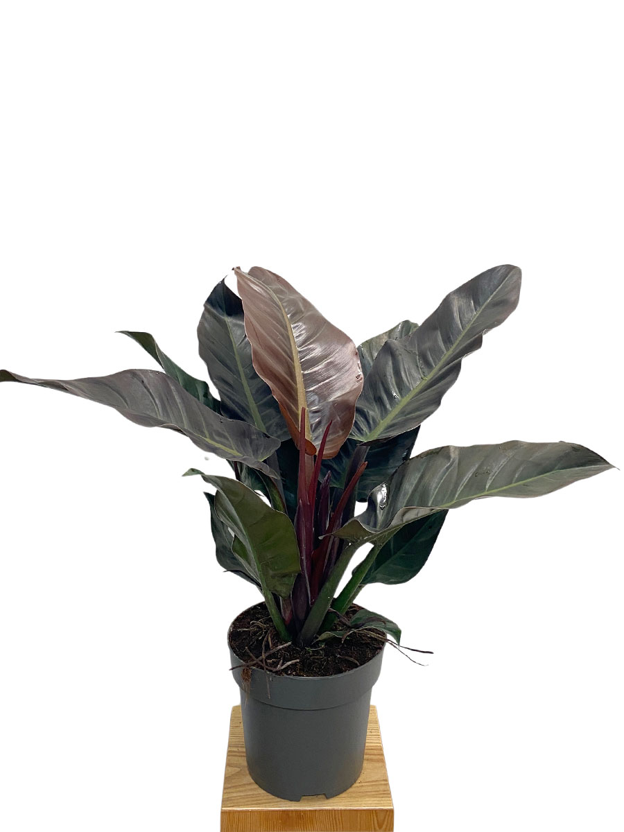 Philodendron Imperial Red 80cm