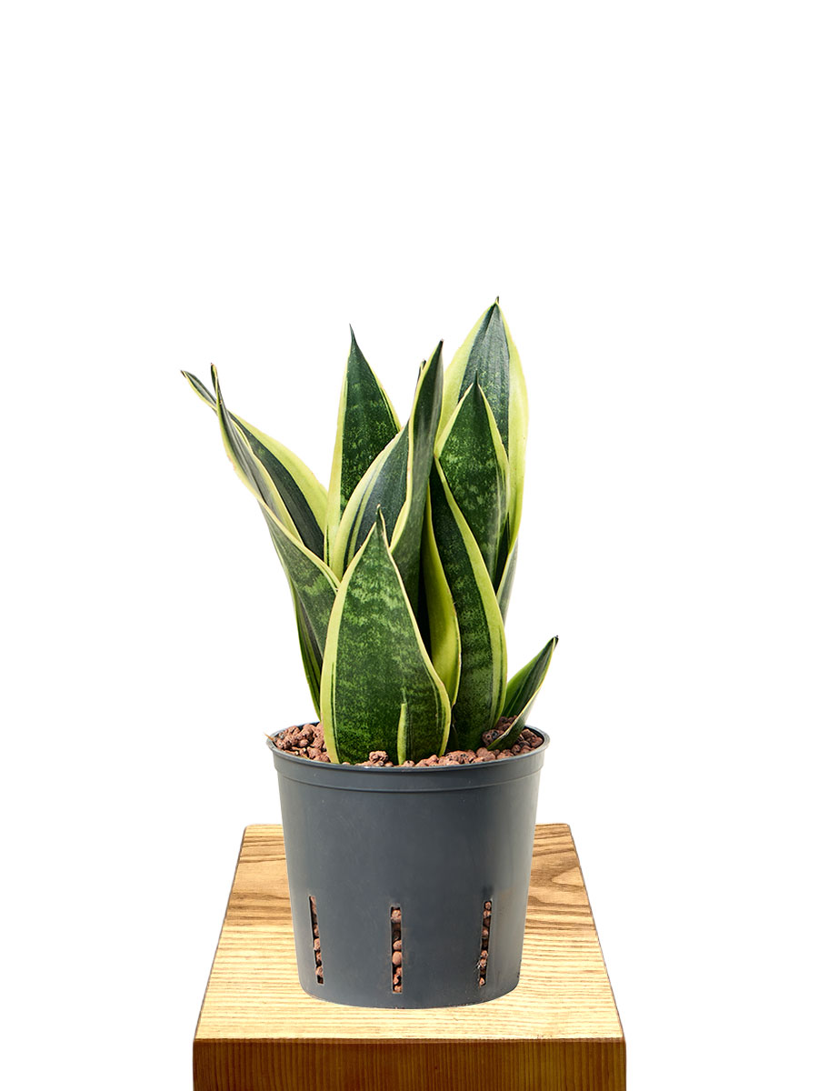 Hydro - Sansevieria Trifasciata Canary