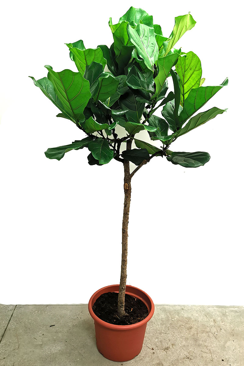 Geigenfeige Ficus lyrata Stamm 180-200cm