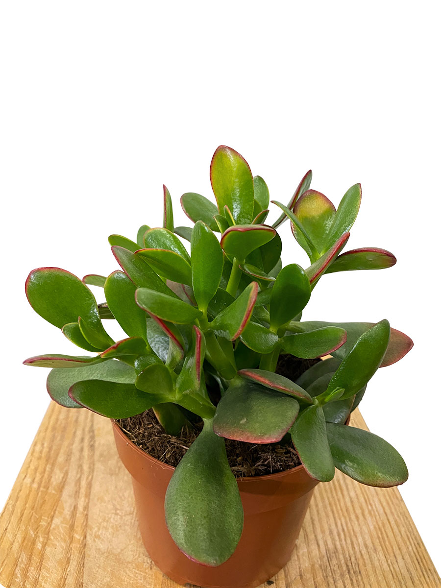 Geldbaum Crassula Ovata Sunset