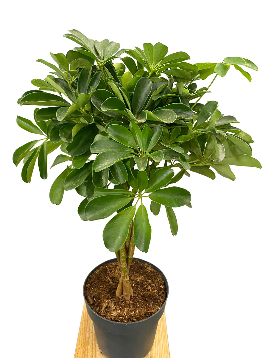 Schefflera Compacta Geflochten