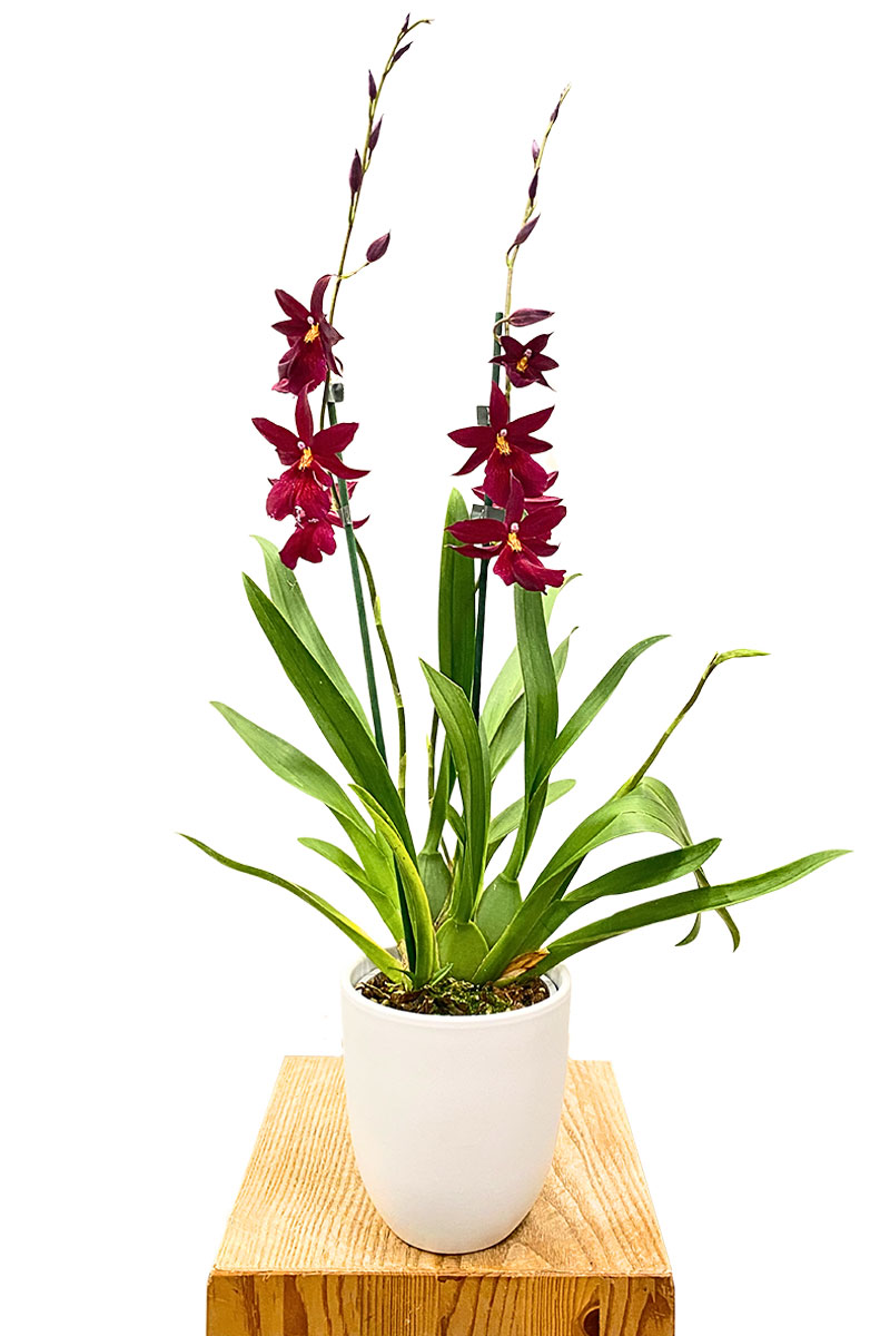 Orchidee Nelly Isler Red Velvet inkl. Keramiktopf Weiss