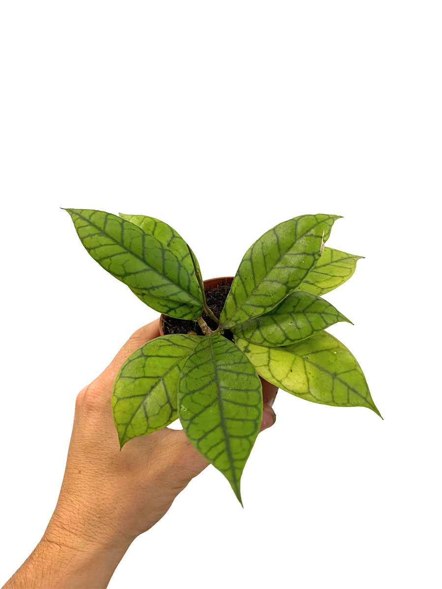 Hoya Callistophylla - Ø9 cm