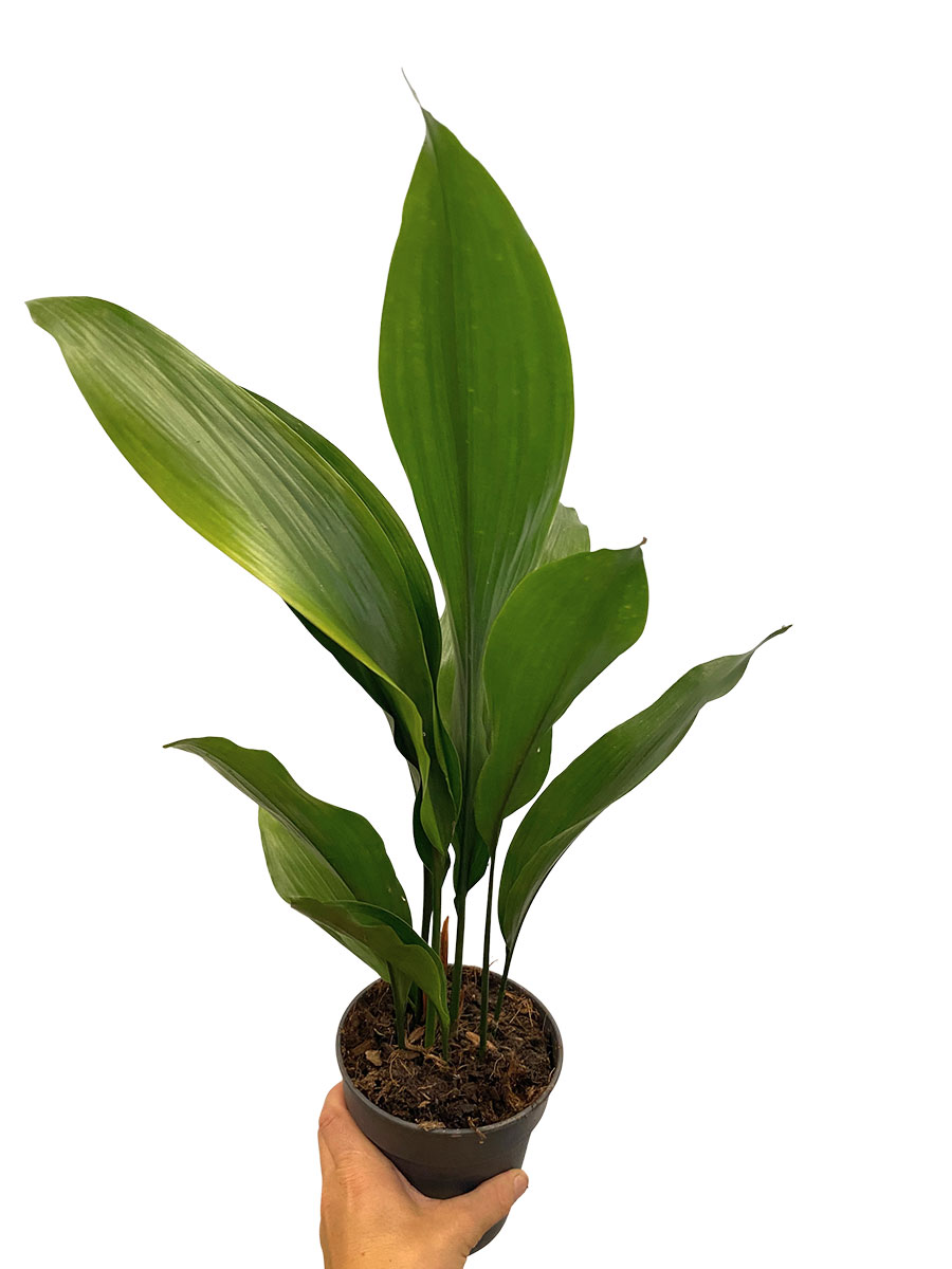 Schusterpalme Aspidistra Elatior - Ø15 cm