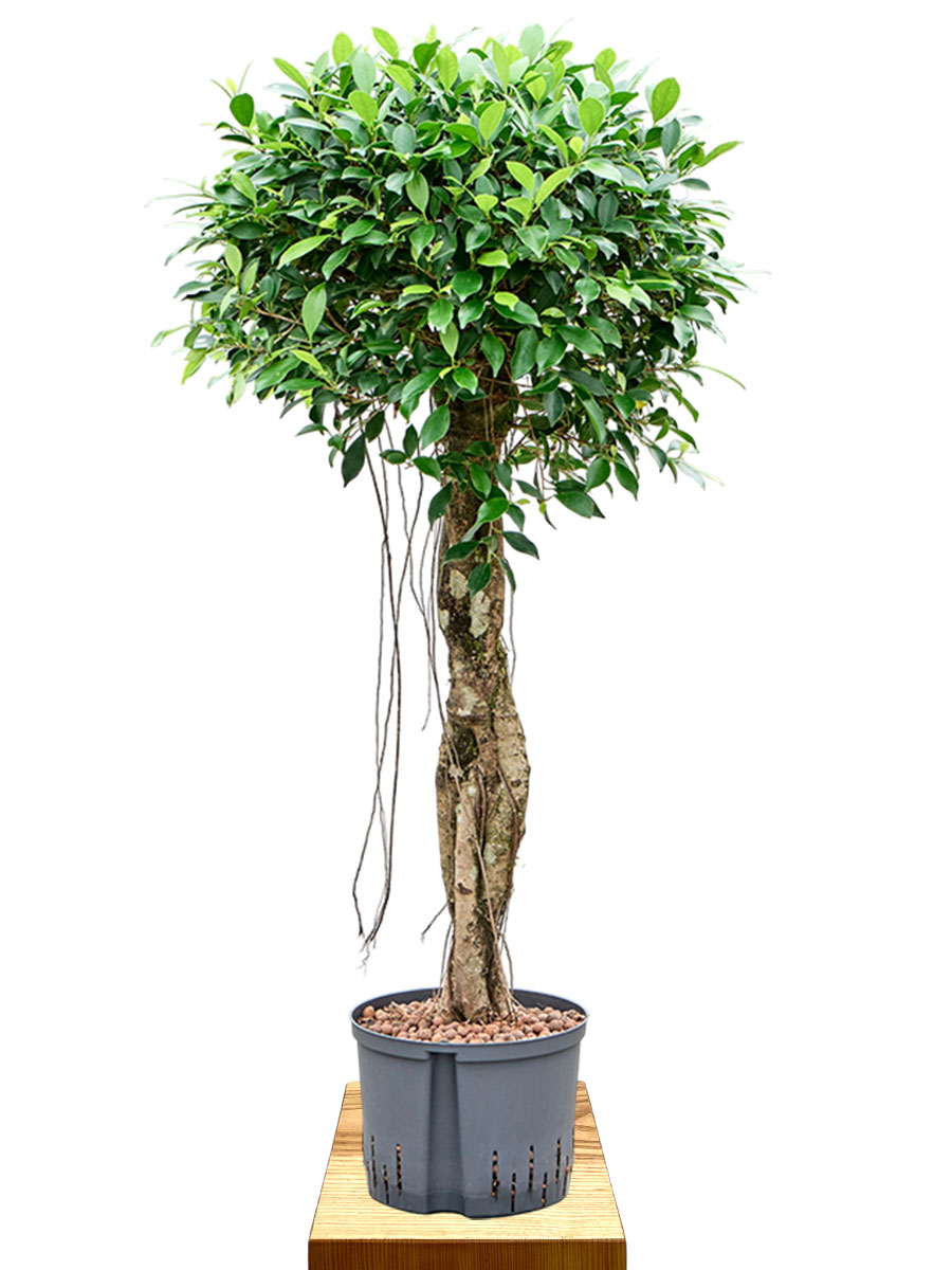 Hydro - Birkenfeige Ficus microcarpa Nitida
