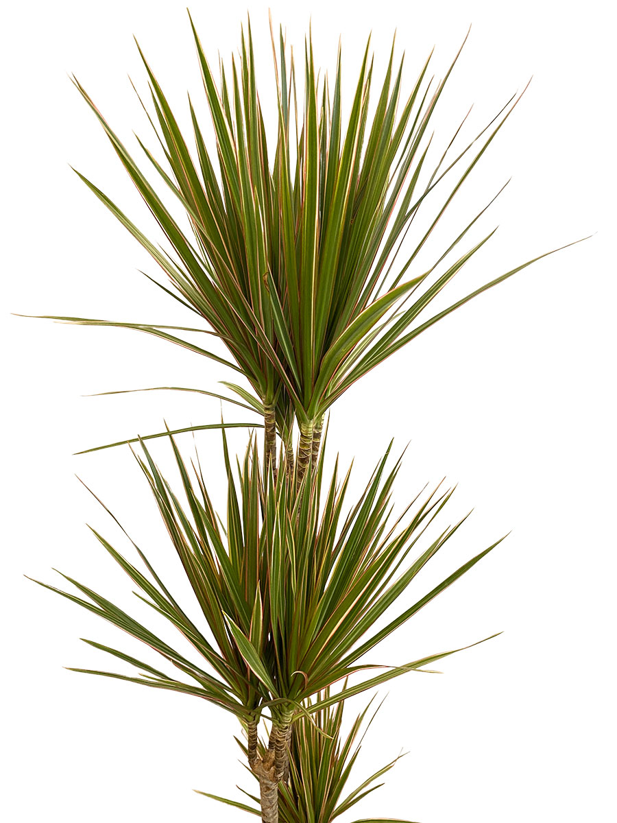 Dracaena Marginata Bicolor - Ø24 cm