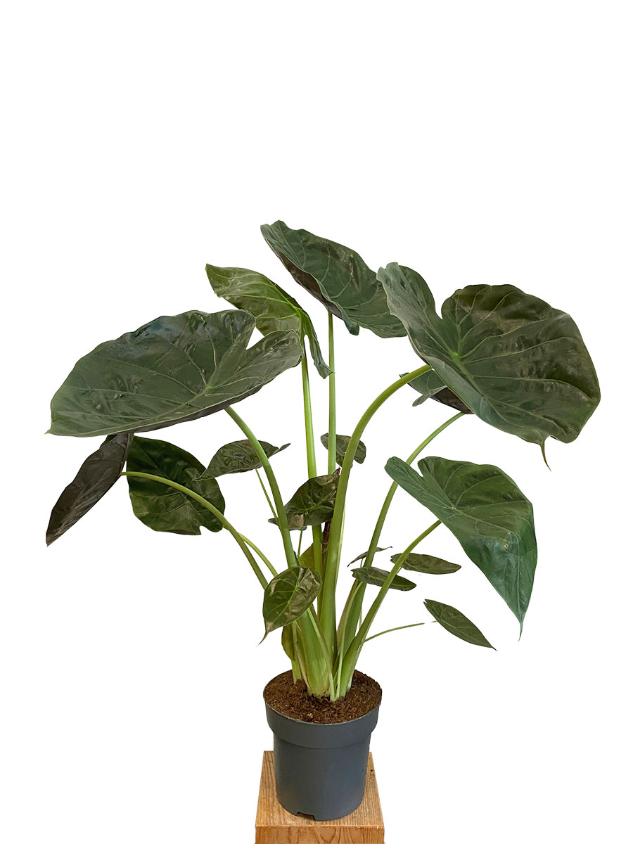Alocasia Wentii