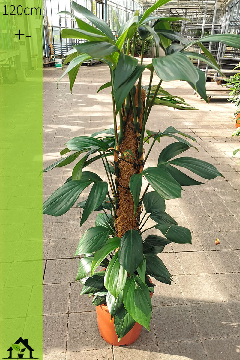 Philodendron Dragon Tale Moosstab 120cm